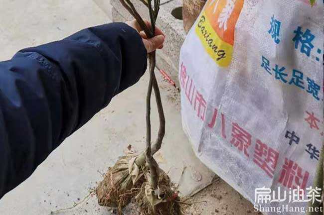 眉山油茶苗批發