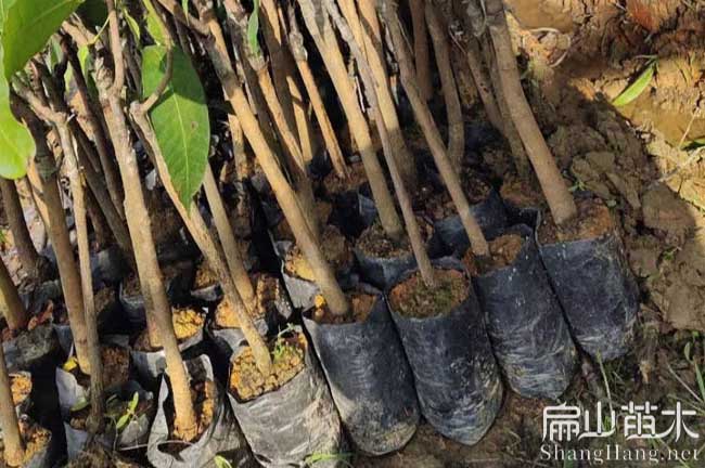 蘭考油茶杯苗批發