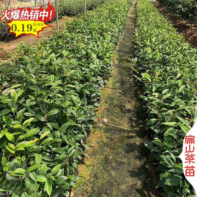適合盆地種瀘州1年油茶苗批發.30CM金花茶樹苗.綠茶葉苗培育