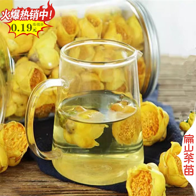 [好油茶苗]廣東河源1-2年茶葉苗 嫁接工程綠化榨油食用批發