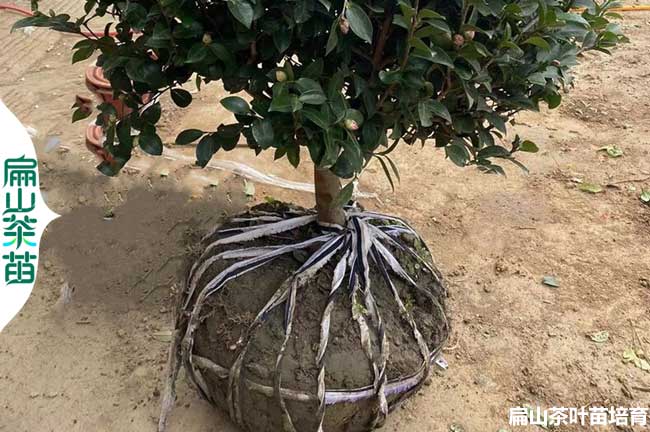 甘孜20年茶葉苗批發