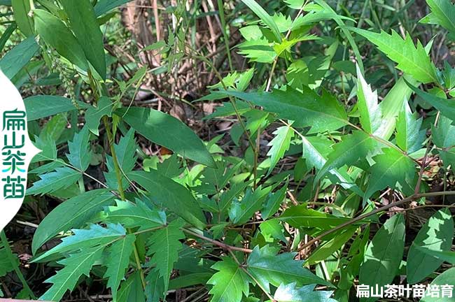 信陽茶葉苗批發