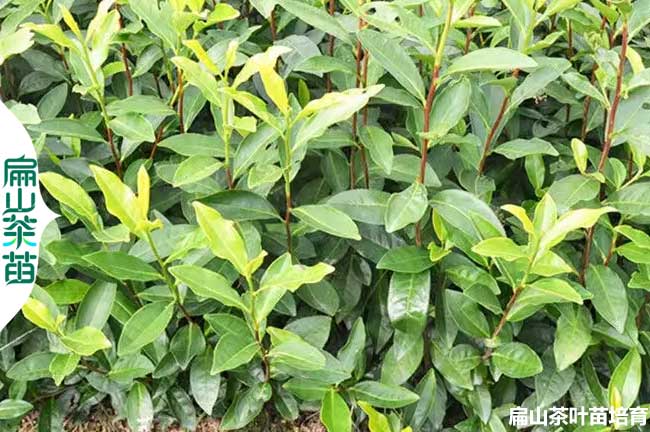 蘭州茶葉小杯苗批發