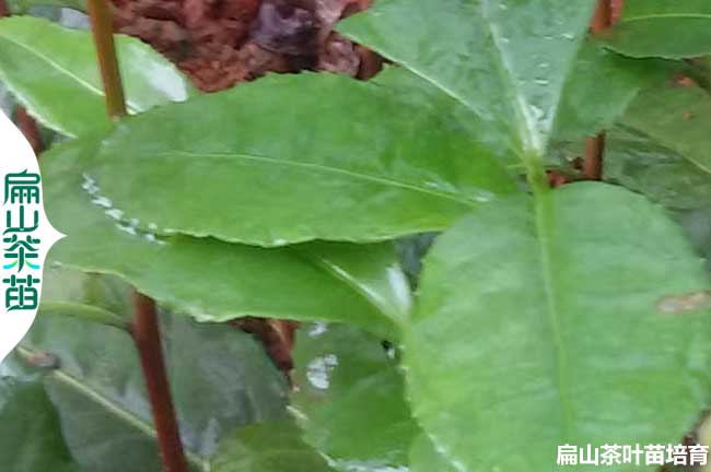 海南茶葉苗培育
