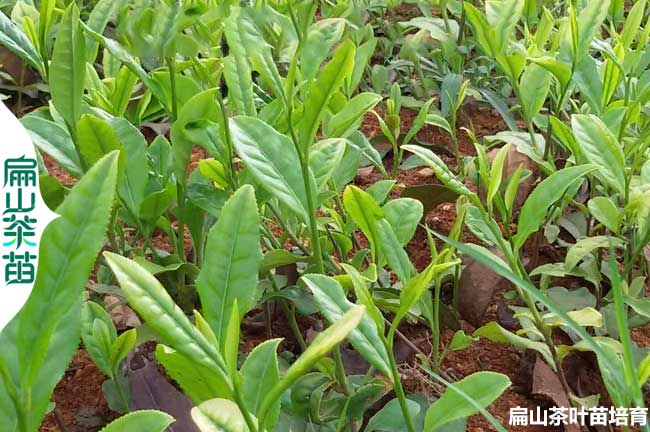 江西綠茶苗批發