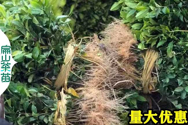 XH南寧香花油茶苗欽州小杯苗培育 廣西嫁接香花茶樹批發9元