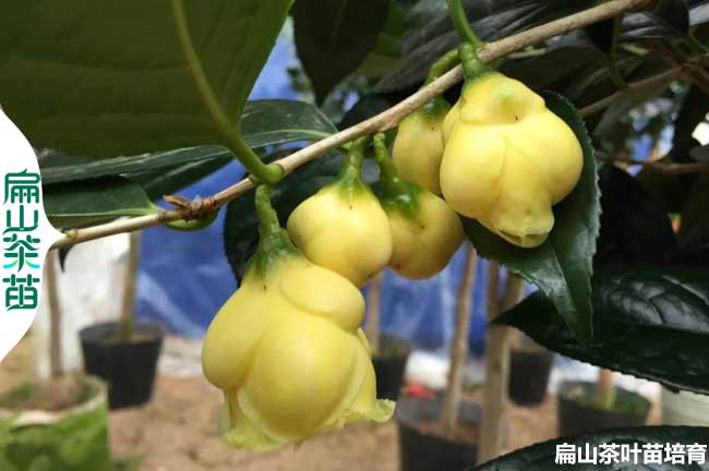 賣梧州廣西金花茶苗桂林培育基地 南寧油茶欽州岑溪批發4元