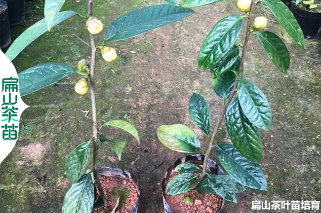 XH南寧香花油茶苗欽州小杯苗培育 廣西嫁接香花茶樹批發9元