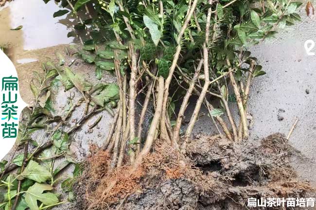 陜西金花茶裸根苗批發