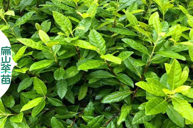 廣元金花茶苗批發