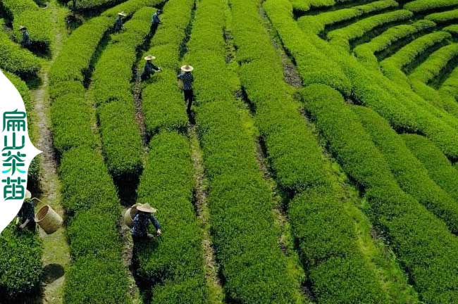 [大果四川2024紅花油茶苗批發]宜賓茶葉小杯苗培育60-90CM