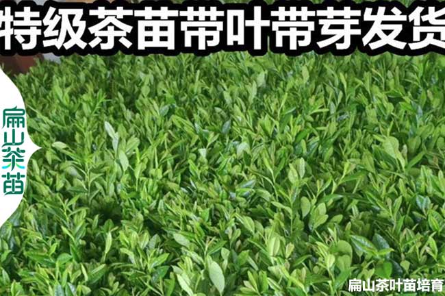 宜賓特級茶葉苗批發