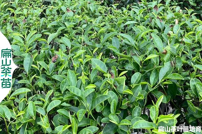 懷化綠茶苗批發