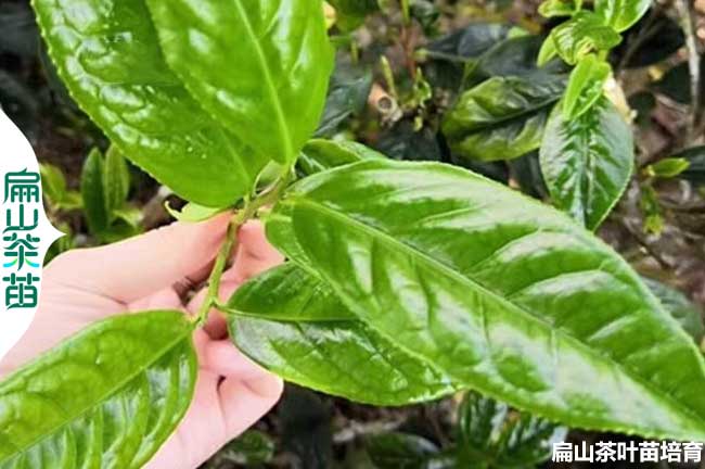 杭州金花茶小杯苗批發