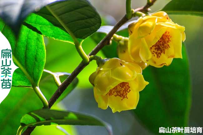 哪里有湖南湘潭金花茶苗培育基地 懷化衡陽茶花苗批發2元