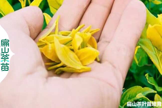 四川金花茶苗批發