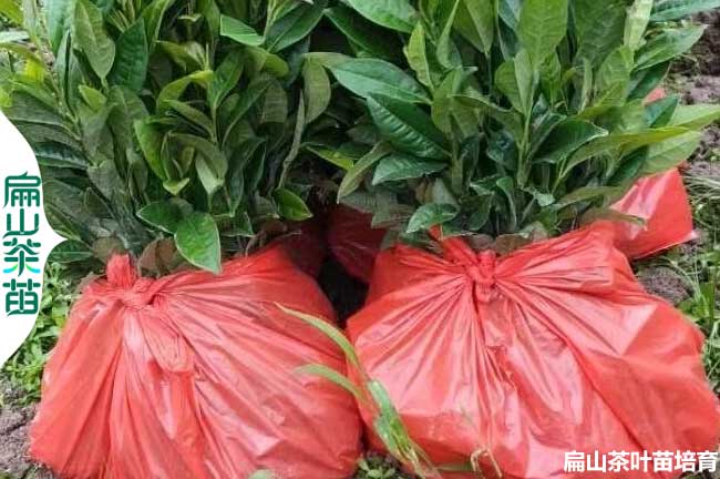 [5色茶花小杯苗批發]新余油茶苗.茶葉袋裝苗1-2-3年20-60CM