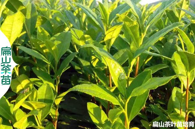 [高山茶葉茶苗批發]樂山油茶苗培育1年基地2年3年30-80-50CM