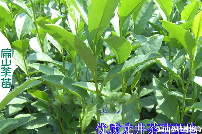 雅安龍井茶葉苗批發