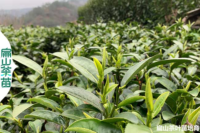萍鄉良種茶葉苗培育