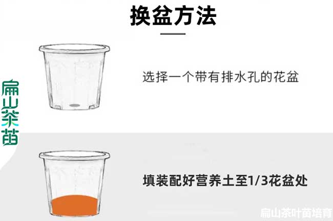 樂山油茶種植技術