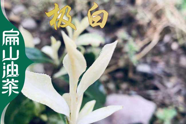 廈門極白茶苗批發