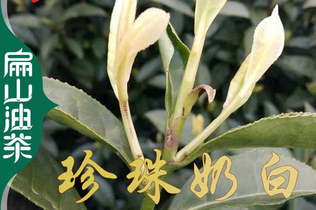 潮州茶葉苗批發