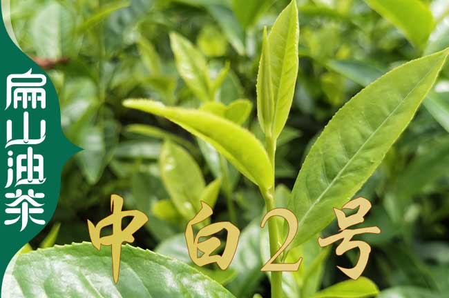 浙江中白2號茶葉苗