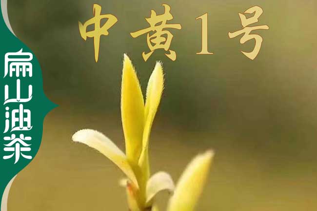 新型 嘉興茶葉苗浙江嘉興油茶苗培育 標準化培育基地歡迎您