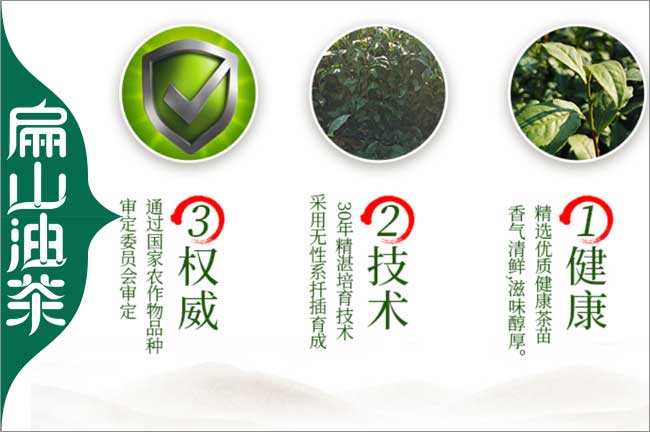 茶苗 衢州油茶苗衢州茶葉苗 批發培育10-30-40-50-60CM基地