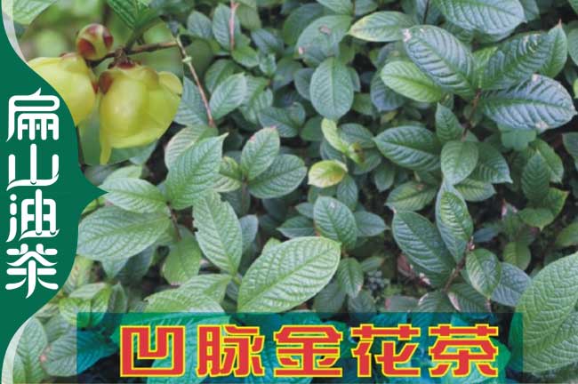株洲金花茶苗批發