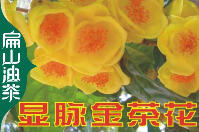 衡陽金花茶苗批發