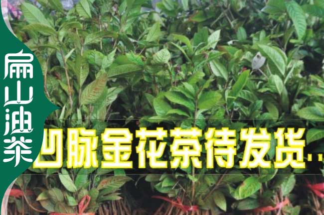 懷化金花茶苗批發