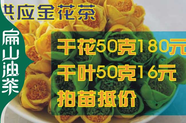 三明金花茶苗批發