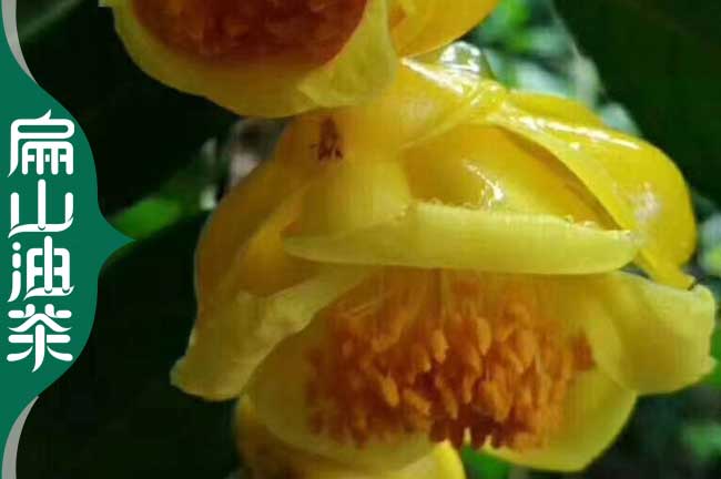 福建金花茶苗批發