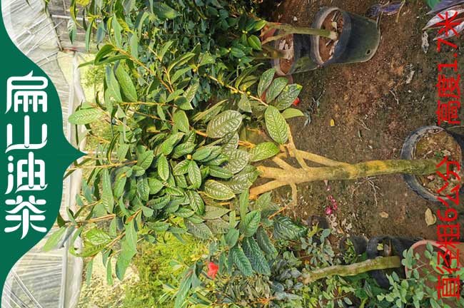 永州紅花大果油茶苗批發