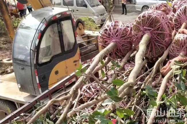 三明大油茶苗批發