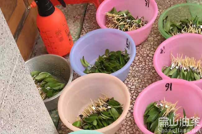 云南高產油茶苗