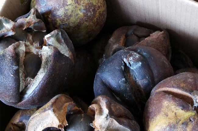 龍巖茶籽回收