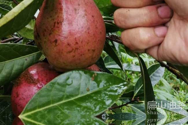 河池油茶種植基地 河池油茶種植批發紅花碩果油茶苗-扁山油茶