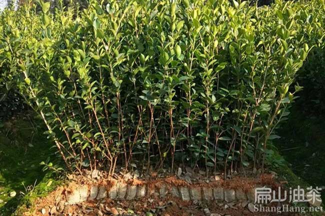 長林油茶苗