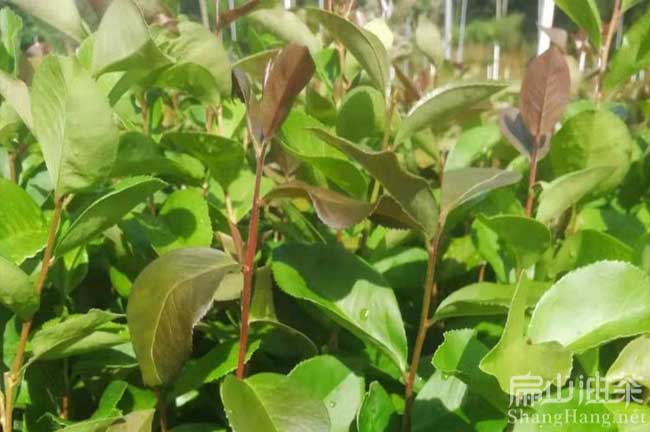 梧州岑軟油茶苗