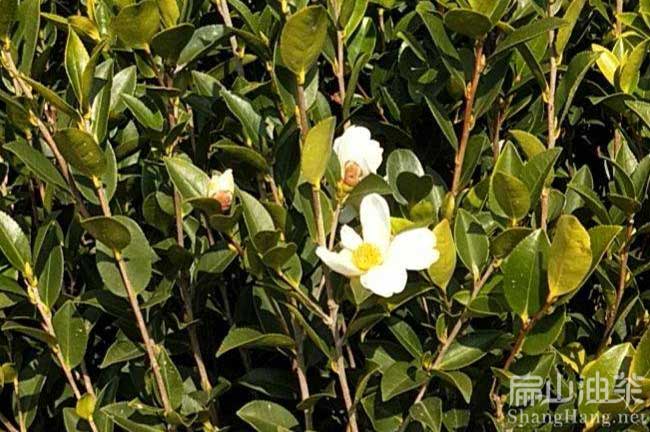 湘西油茶苗種植基地 湘西油茶基地批發紅花碩果油茶苗-扁山油茶