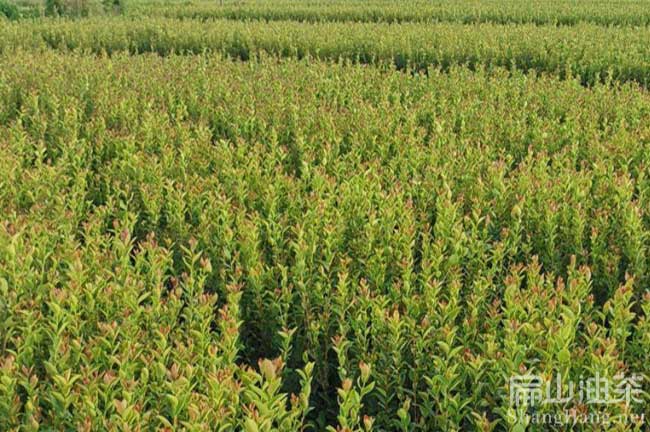 浙江大果茶籽樹苗批發