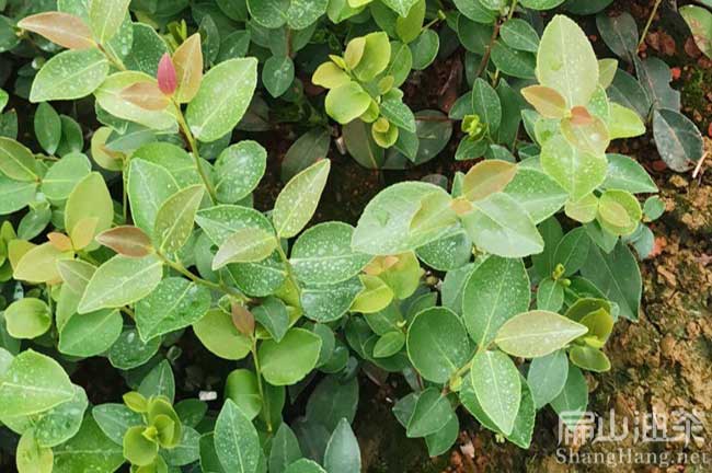梧州岑溪軟技3號-藤縣軟枝2號大果紅花-油茶樹苗種植-扁山油茶