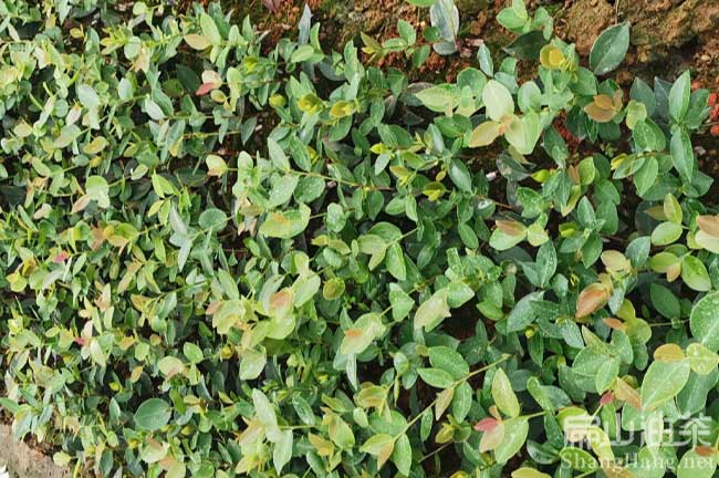 慈利湘林油茶苗