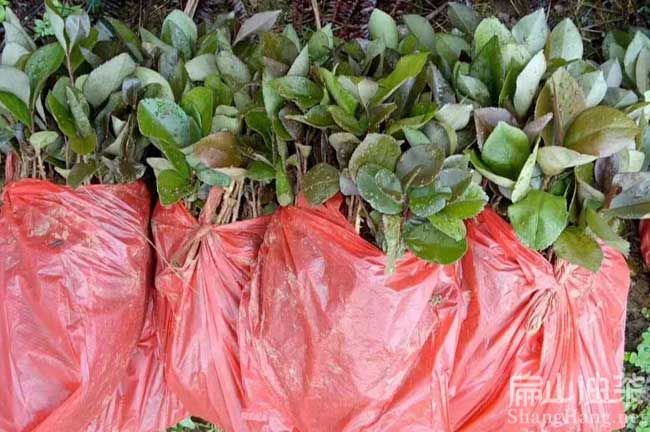 大果油茶種植土質
