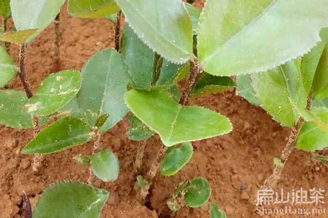 貴港軟枝2號油茶苗