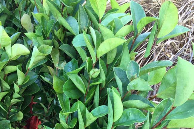 岑溪油茶苗批發