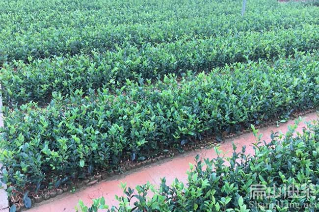 湖南油茶種植基地